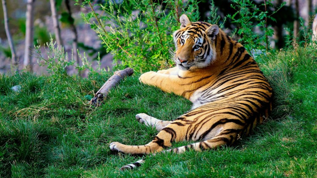 Tiger lounging in the grass at a zoo.