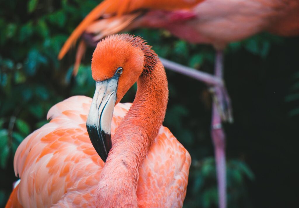 flamingos