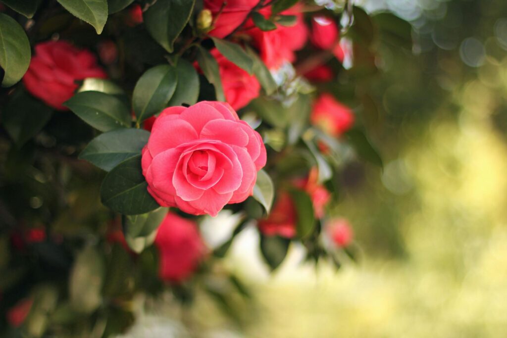 close up of a pink flower